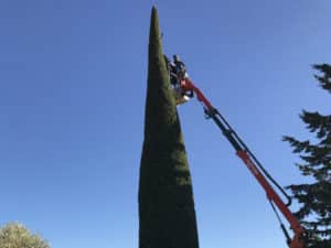 Taille d'arbres